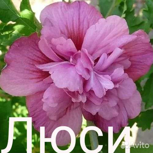 Гибискус махровый саженцы