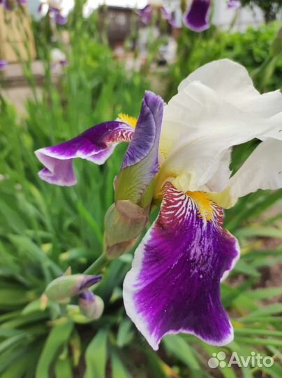 Цветы многолетники