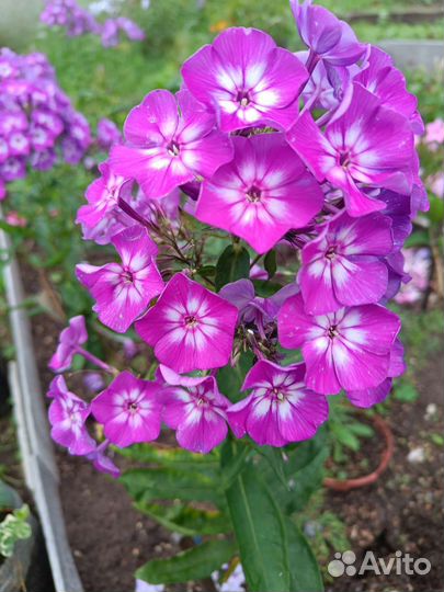 Флоксы, разные сорта