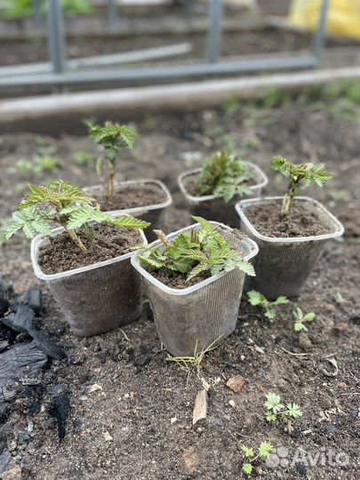 Тибетская малина