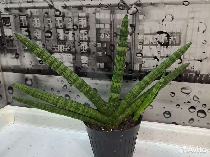 Сансевиерия бонселенсис