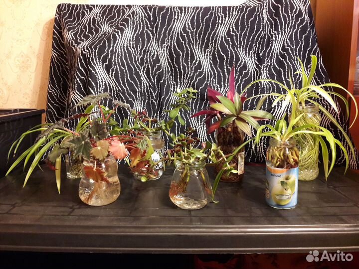 Отростки комнатных цветов