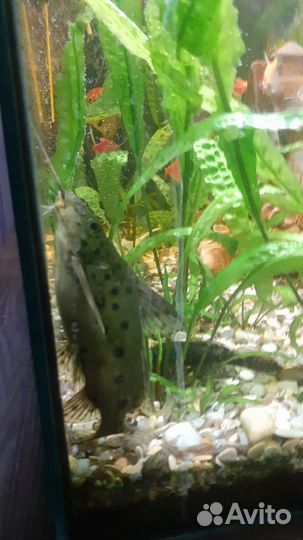 Аквариум 100 литров