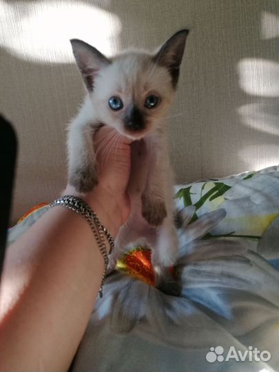 Балинезийская кошка