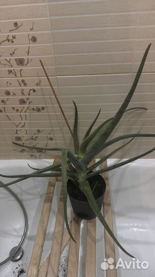 Алоэ вера лечебный большой