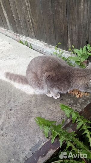 Кошечка молодая, подкидышь