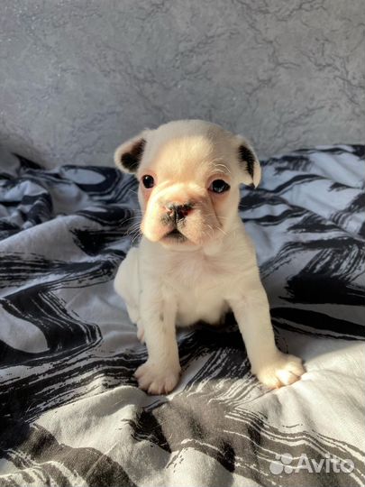 Щенки французского бульдога