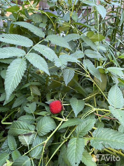 Саженцы тибетской (розолистной малины
