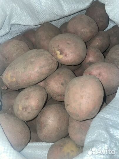 Картофель крупный