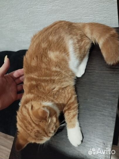 Рыжий котик мальчик