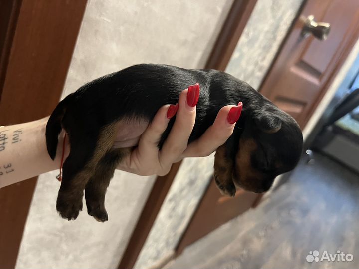 Йоркширский терьер щенки