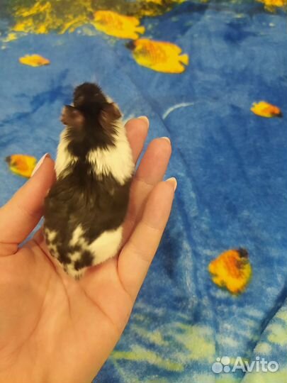 Хомячки бесплатно