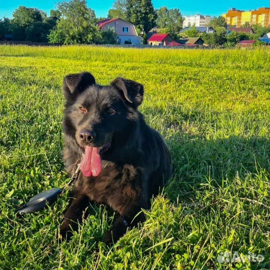 Собака в добрые руки