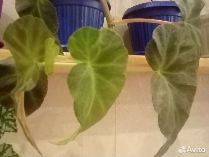 Бегонии декоративно лиственные, сортовые