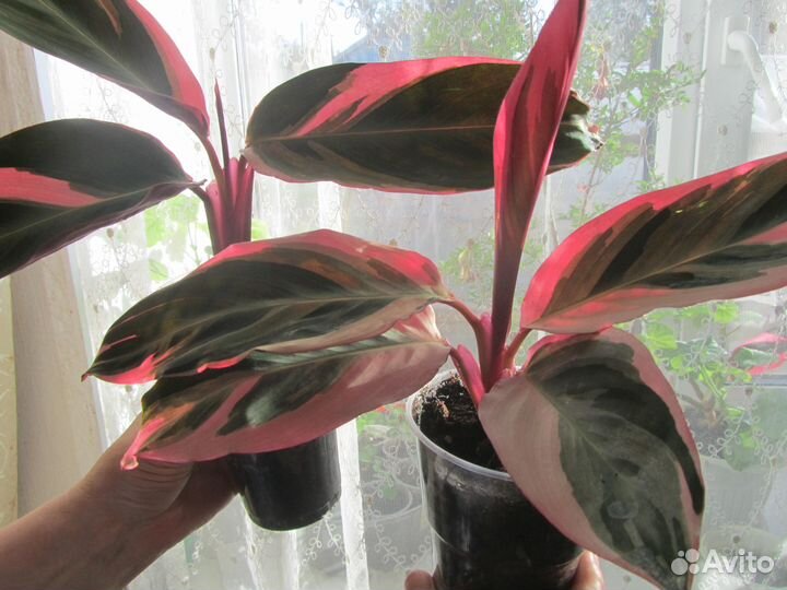 Строманта и ктенанта