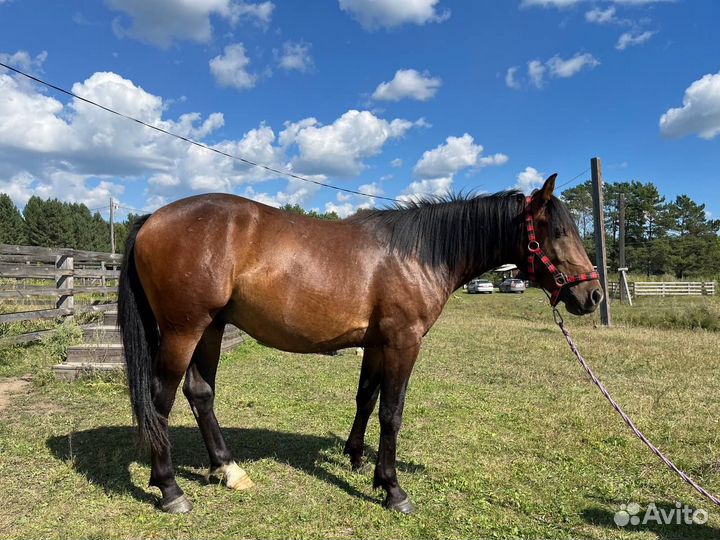 Продажа лошадей
