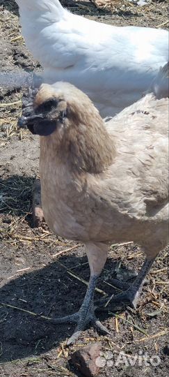 Яйца ухейилюй