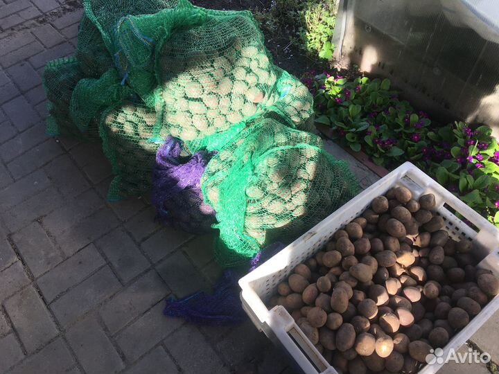 Семенной картофель скарб(белый); корнет(фиал)