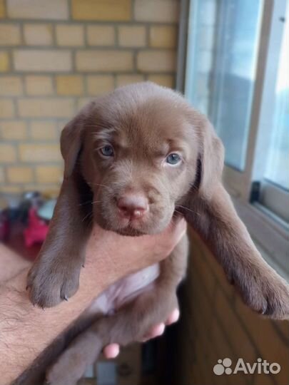 Щенки лабрадора шоколадные