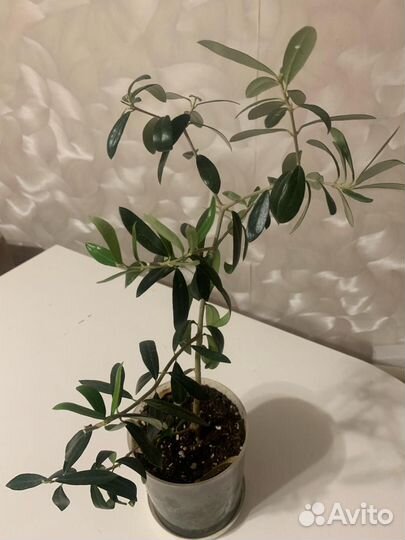 Оливковое дерево