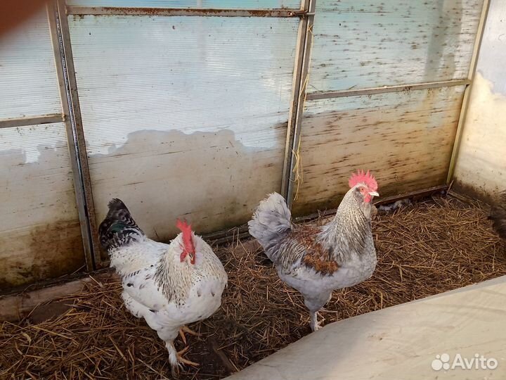 Молодые петушки