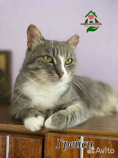 Супер кошка