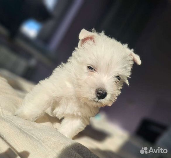 Вестики от чемпионов