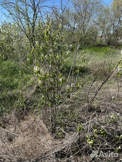 Ирга саженцы