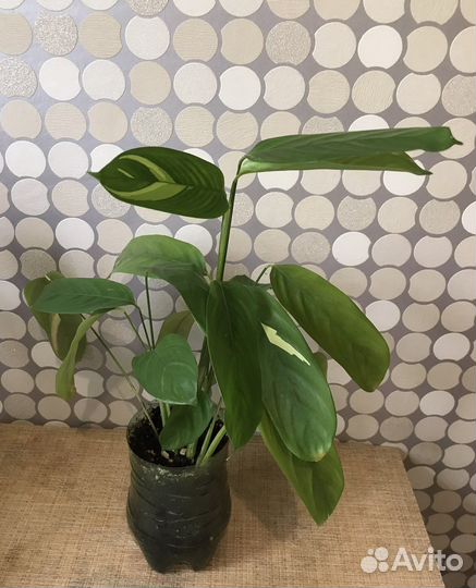 Калатея Лубберса и др