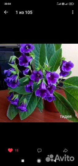 Глоксиния, Аглоэнема, бальзамин