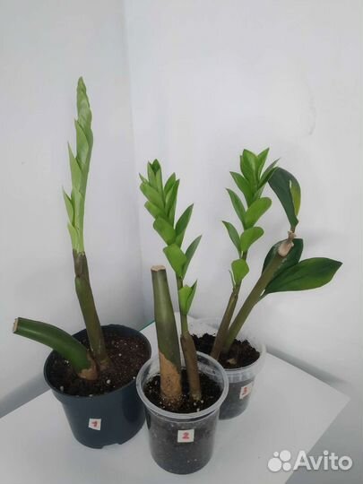 Сансевиерия, Замиокулькас