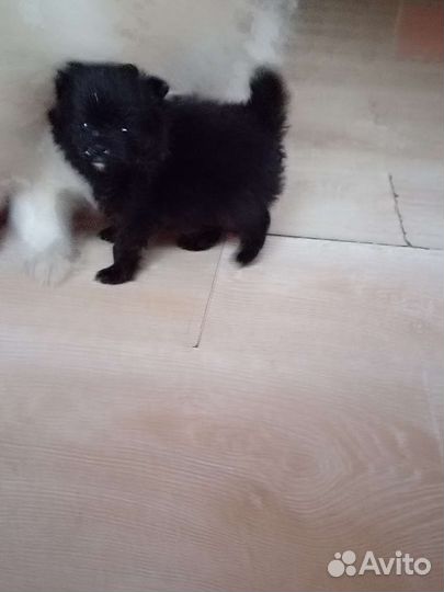 Померанский шпиц