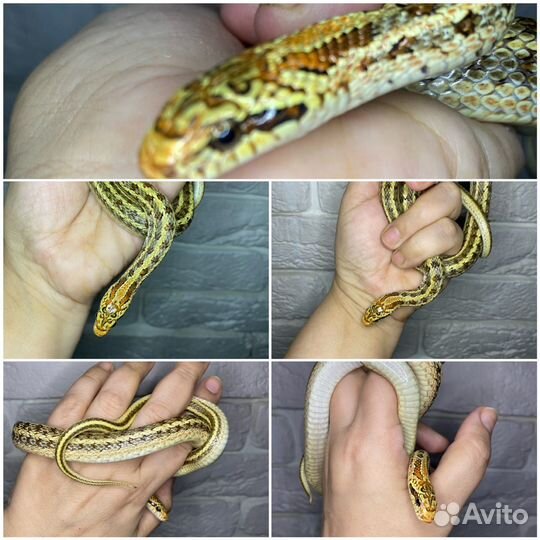 Узорчатый полоз