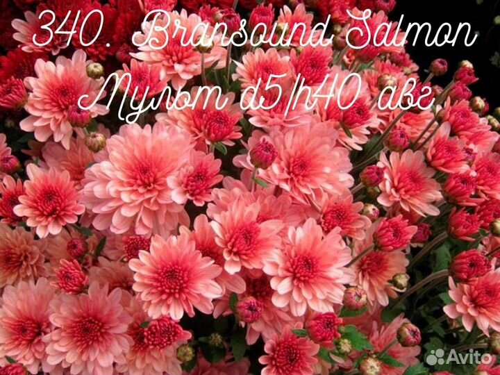 Хризантемы с доставкой