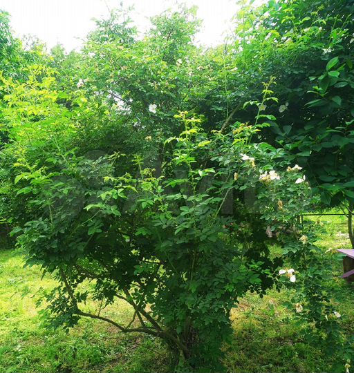 Дача 10 м² на участке 7 сот.