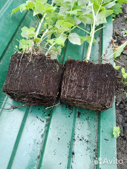 Малина необычных сортов саженцы зкс