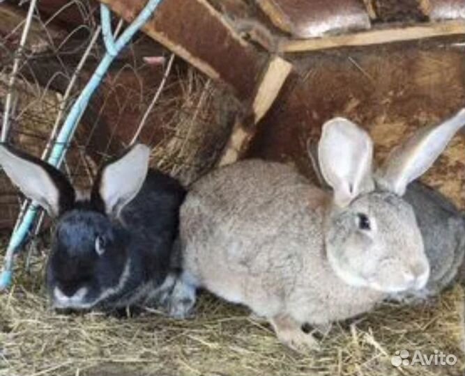 Кролики мясных пород