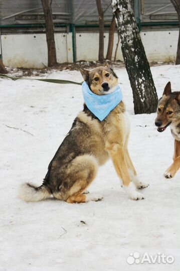 Собака Степа в добрые руки и в лучшую семью