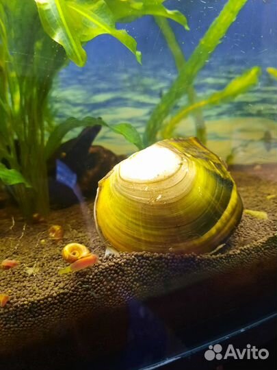 Аквариумное растение