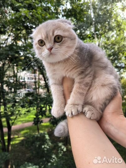 Голубое золото мальчик