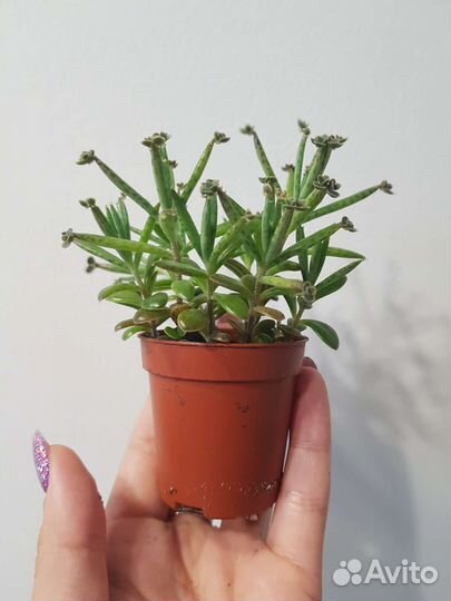 Каланхоэ трубкоцветный