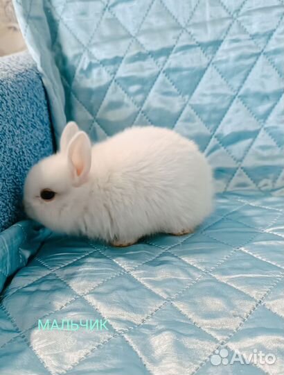 Мини карлики