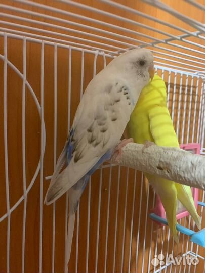 Волнистый попугай