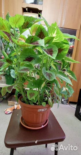 Колеусы разные (с горшком)