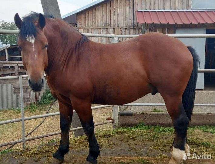 Лошадь жеребец