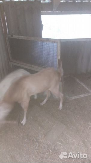 Продаю козу и козла породы Ламанча