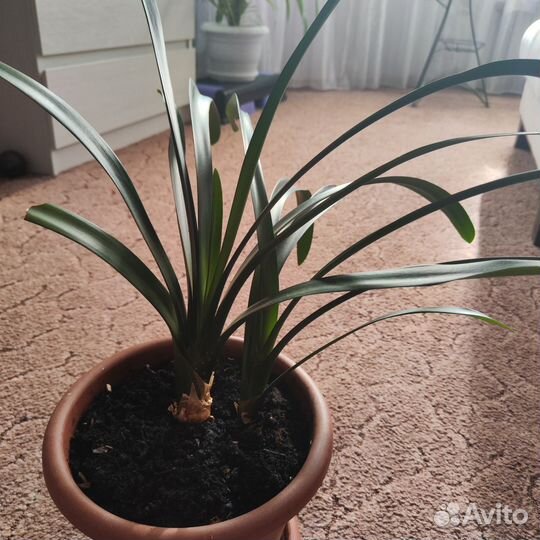 Комнатные цветы кливия