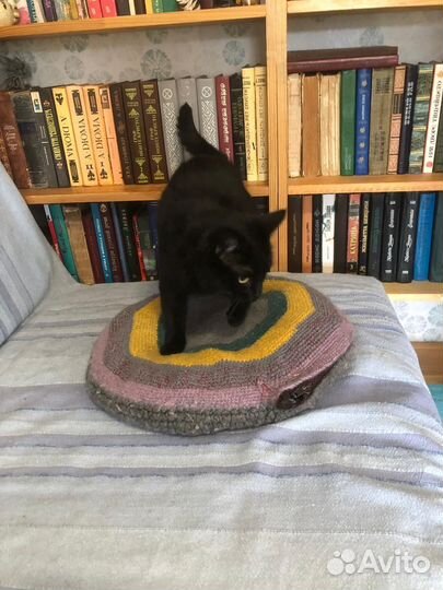 Кошка Нюша