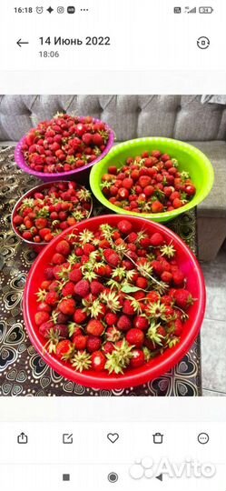 Клубника рассада