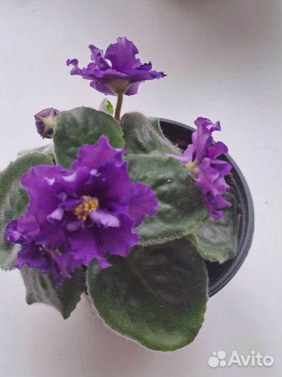 Фиалки, каланхоэ, герань